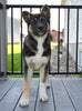 AKC Akita For Sale Millersburg Ohio Female-Amber