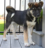 AKC Akita For Sale Millersburg Ohio Female-Amber