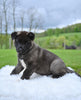 AKC Akita For Sale Millersburg OH Female-Asha