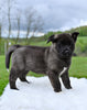 AKC Akita For Sale Millersburg OH Female-Asha