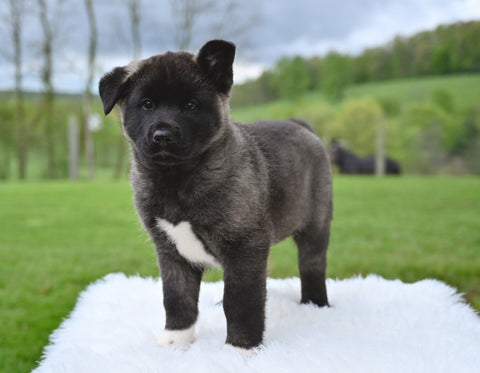 AKC Akita For Sale Millersburg OH Female-Asha