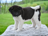 AKC Akita For Sale Millersburg OH Male-Atticus