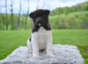 AKC Akita For Sale Millersburg OH Male-Atticus