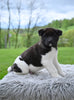 AKC Akita For Sale Millersburg OH Male-Atticus