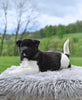 AKC Akita For Sale Millersburg OH Male-Atticus