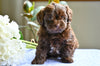 Shih-Poo For Sale Baltic OH Austin-Male