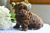 Shih-Poo For Sale Baltic OH Austin-Male