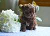 Shih-Poo For Sale Baltic OH Austin-Male