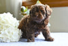Shih-Poo For Sale Baltic OH Austin-Male