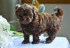 Shih-Poo For Sale Baltic OH Austin-Male