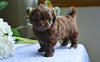 Shih-Poo For Sale Baltic OH Austin-Male
