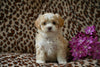 Shih-Poo For Sale Baltic OH Avery-Female