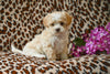 Shih-Poo For Sale Baltic OH Avery-Female