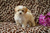 Shih-Poo For Sale Baltic OH Avery-Female