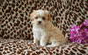 Shih-Poo For Sale Baltic OH Avery-Female