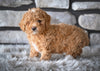 Toy Poodle For Sale Sugarcreek OH-Bailey
