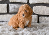 Toy Poodle For Sale Sugarcreek OH-Bailey