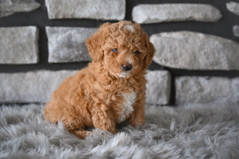 Toy Poodle For Sale Sugarcreek OH-Bailey
