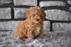 Toy Poodle For Sale Sugarcreek OH-Bailey