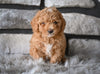 Toy Poodle For Sale Sugarcreek OH-Bailey