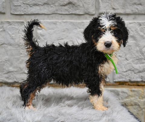 Bernedoodle For Sale Sugarcreek OH-Bailey