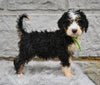 Bernedoodle For Sale Sugarcreek OH-Bailey