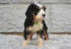 Bernedoodle For Sale Sugarcreek OH-Bailey