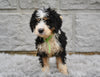 Bernedoodle For Sale Sugarcreek OH-Bailey