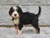 Bernedoodle For Sale Sugarcreek OH-Bailey