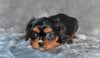 AKC Cavalier King Charles Spaniel For Sale Wooster OH-Barbie