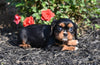 AKC Cavalier King Charles Spaniel For Sale Wooster OH-Barbie