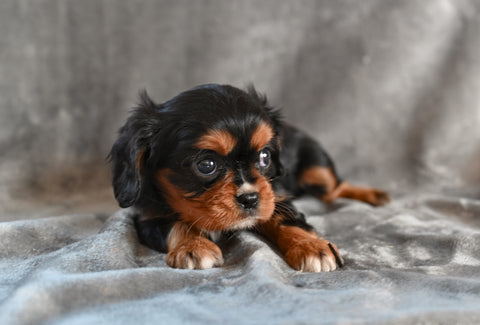 AKC Cavalier King Charles Spaniel For Sale Wooster OH-Barbie