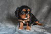AKC Cavalier King Charles Spaniel For Sale Wooster OH-Barbie