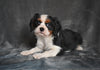 AKC Cavalier King Charles Spaniel For Sale Wooster OH-Barney
