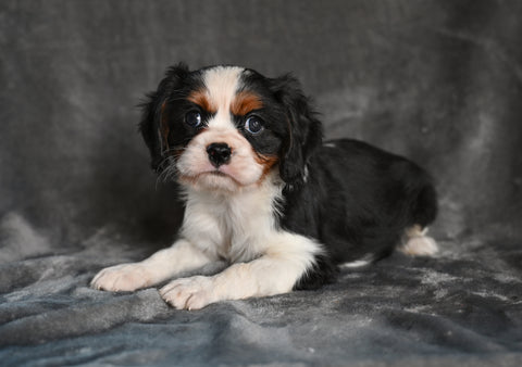 AKC Cavalier King Charles Spaniel For Sale Wooster OH-Barney