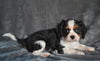 AKC Cavalier King Charles Spaniel For Sale Wooster OH-Barney