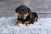 AKC Rottweiler For Sale Fredericksburg OH Baron
