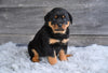 AKC Rottweiler For Sale Fredericksburg OH Baron