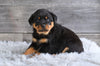 AKC Rottweiler For Sale Fredericksburg OH Baron