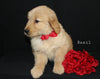 AKC Registered Golden Retriever For Sale Millersburg OH Female-Basil