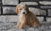 Toy Poodle For Sale Sugarcreek OH-Baxter
