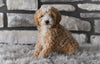 Toy Poodle For Sale Sugarcreek OH-Baxter