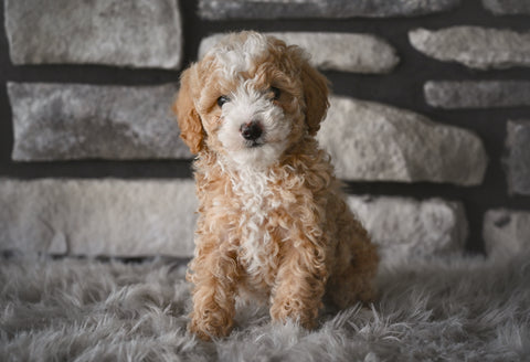 Toy Poodle For Sale Sugarcreek OH-Baxter