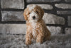 Toy Poodle For Sale Sugarcreek OH-Baxter