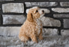 Toy Poodle For Sale Sugarcreek OH-Baxter