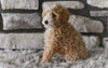 Toy Poodle For Sale Sugarcreek OH-Baxter