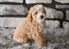Toy Poodle For Sale Sugarcreek OH-Baxter