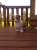 Pembroke Welsh Corgi For Sale Holmesville Ohio Female Bella