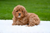 F1B Mini Goldendoodle Sugarcreek OH-Bella