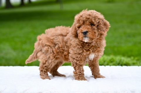 F1B Mini Goldendoodle Sugarcreek OH-Bella